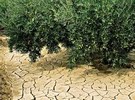Agriculture in Spain expects drought losses to reach 10 billion - Vimarsana News