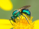Study suggests one-third of wild bee species in PA have declined in abundance - Vimarsana News