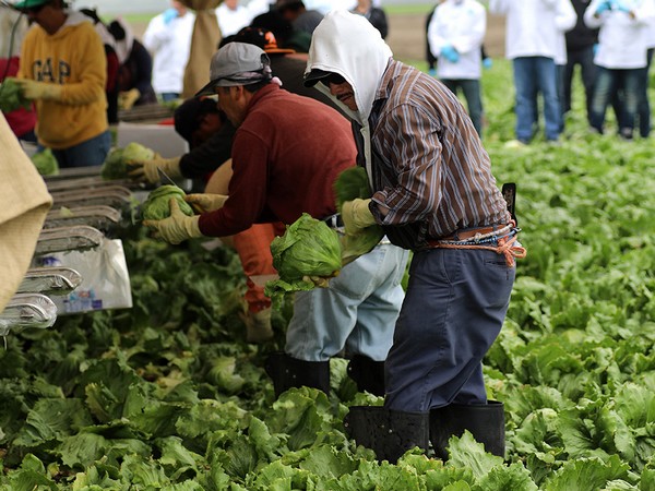 Iceberg lettuce pricing plateauing but expected to stay elevated in the fall - Vimarsana News
