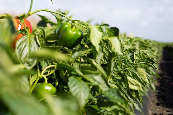 Vegetable grower increases Florida production - Vimarsana News