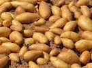 Texas A&M Potato Breeding Program looks at French fry, chipping and fresh markets - Vimarsana News