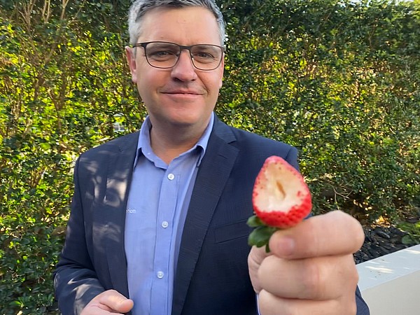 Process underway of getting Australia's new strawberry varieties to market - Vimarsana News