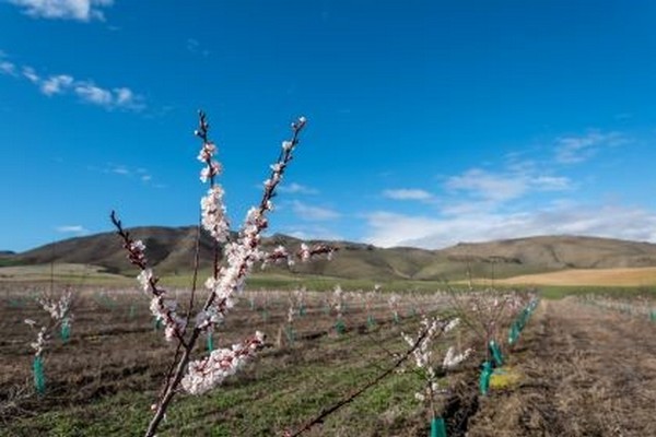 Highly anticipated New Zealand bred apricots closer to fruition - Vimarsana News