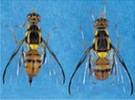 State of California takes emergency action to eradicate Oriental Fruit Flies found in San José - Vimarsana News