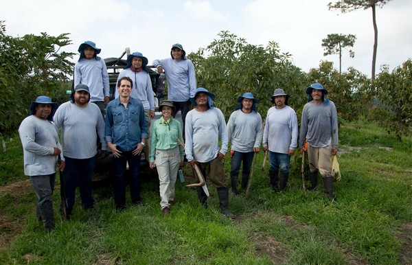"There are three false beliefs about avocado production in Mexico" - Vimarsana News