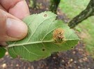 New fungal pathogen on apple trees discovered in Minnesota - Vimarsana News