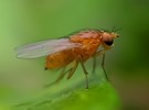 Promising results in USDA disinfestation trials using ag tech - Vimarsana News