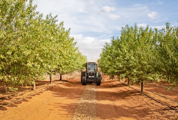 AGL to power Cadell almond farm with a microgrid and solar farm the size of two MCGs - Vimarsana News