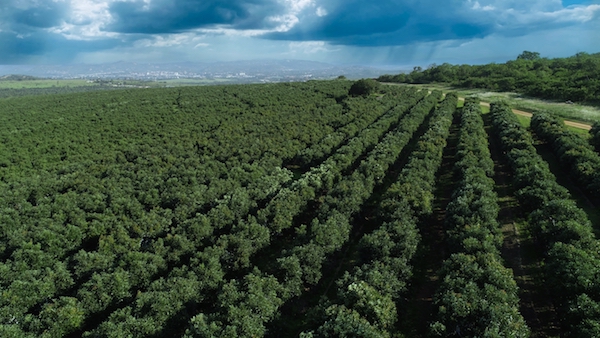China Increased sourcing destinations to boost avocado consumption 6 Farmers Trend Ltd.