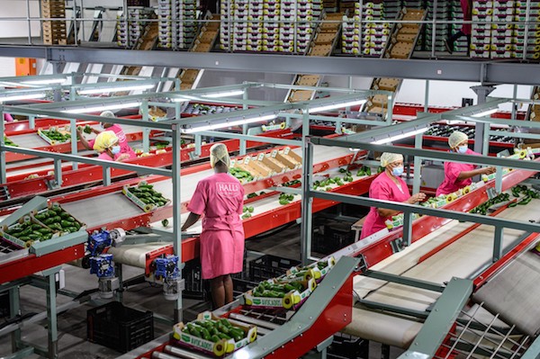 China Increased sourcing destinations to boost avocado consumption 1 Farmers Trend Ltd.