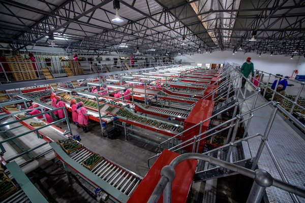 China Increased sourcing destinations to boost avocado consumption 4 Farmers Trend Ltd.