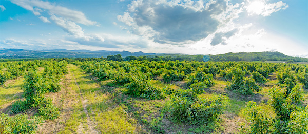 China Increased sourcing destinations to boost avocado consumption 5 Farmers Trend Ltd.