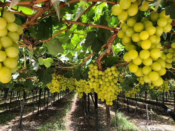 Southern African grape season could be back to normal timing - Vimarsana News