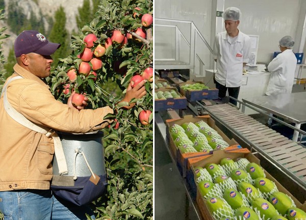 Importers discuss squeezed grower margins and record profits for shipping lines - Vimarsana News