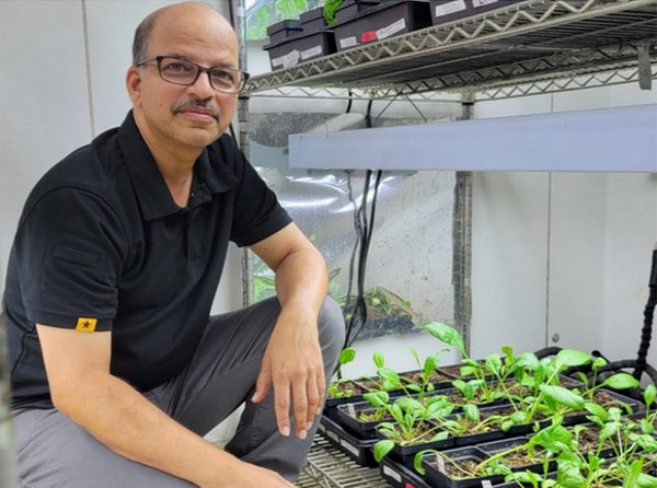 Texas A&M AgriLife research to improve organic spinach production - Vimarsana News