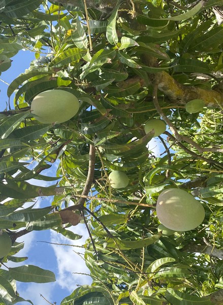 Australian mango production to ramp up in the Northern Territory through October - Vimarsana News