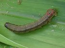 Philippines: Armyworms invade 'onion capital' Bayambang - Vimarsana News