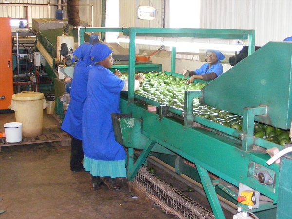 South African avo industry hamstrung by overreliance on single export market - Vimarsana News