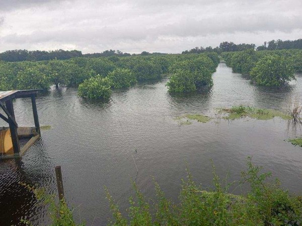Florida grapefruit industry seeing minimal fruit loss post Hurricane Ian - Vimarsana News