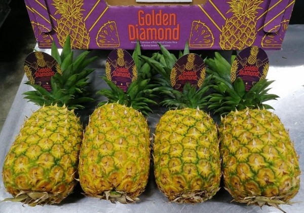 Inflation, high shipping rates squeeze profit margins of Costa Rican pineapples - Vimarsana News