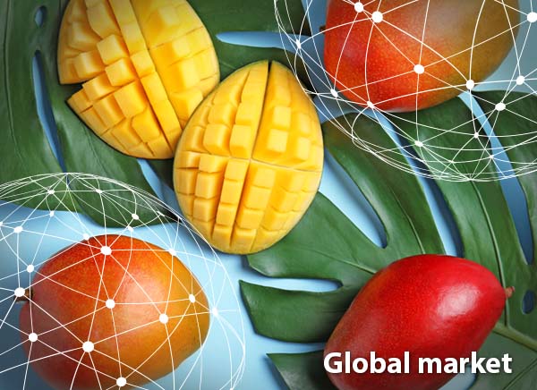 Know Your Produce Commodity  Mango Market & Industry Summary