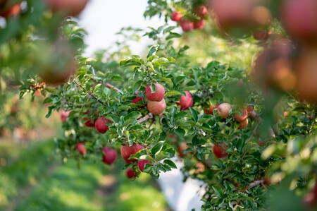 Rainier Fruit Increasing Organic Envy Apple Crop