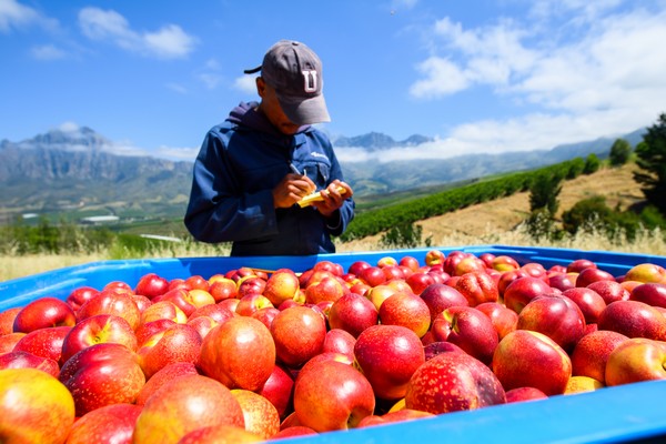 Zuid-Afrikaanse appelexport stijgt naar verwachting met 5% in 2026