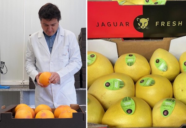 Citrosol and Jaguar remove plastic from the pomelo supply chain - Vimarsana News