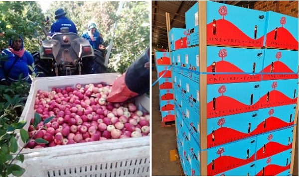 Good demand for fresh South African apples - Vimarsana News
