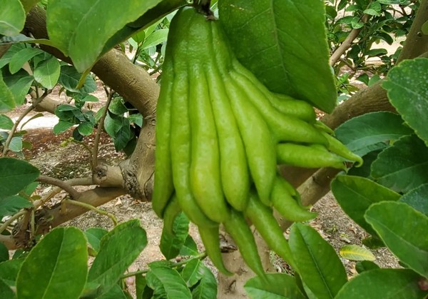 Buddha hand store fruit