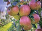 Moldovan apple acreage has been going down over the past five to six years - Vimarsana News