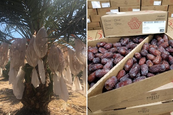 Mexico offers potential to grow date industry - Vimarsana News