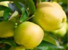 Lesotho to increase fruit production - Vimarsana News