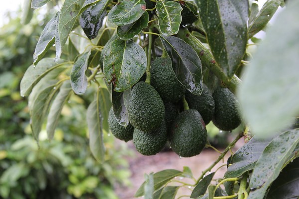 California avocado production forecast for 2023 - Vimarsana News
