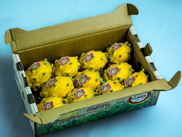 Peak yellow dragon fruit supplies from Ecuador begin this month - Vimarsana News