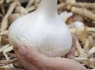 Coffin Bay hobby farmer sets Australian record with 1-kg elephant garlic - Vimarsana News