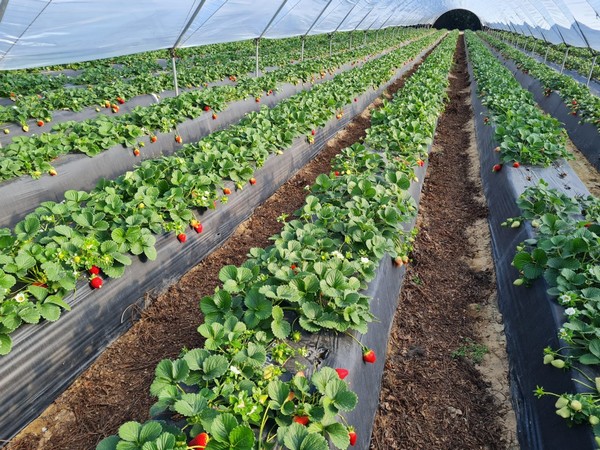 Tight supply, high price on strawberry market - Vimarsana News