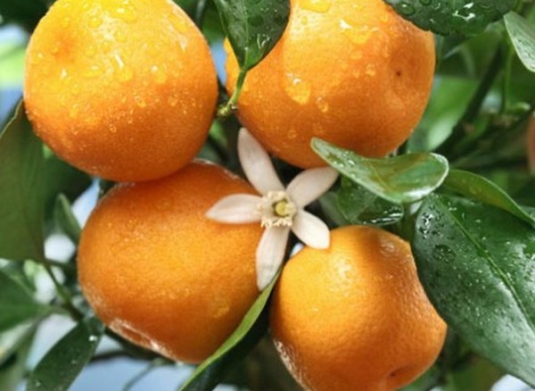 Prices coming down on Florida mandarins and oranges - Vimarsana News
