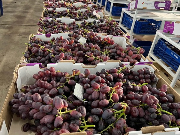 Table grape operations resume in Ica, Peru after 12 days of stoppages - Vimarsana News