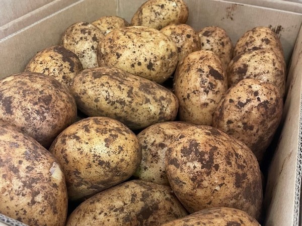 Fresh potato supplies still strong in Queensland to meet consumers' hot chip demand - Vimarsana News