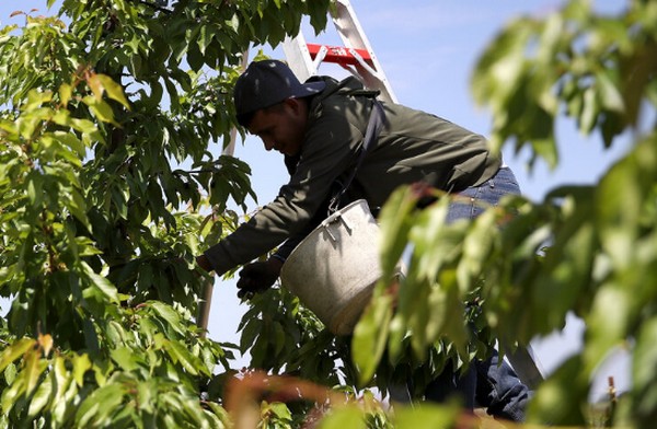California's early outlook sees above-average cherry season - Vimarsana News