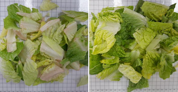 How To Tell If Lettuce Has Gone Bad