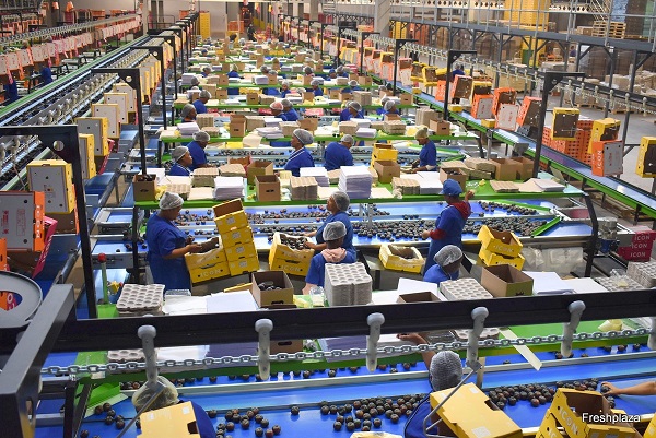 "This is going to be a busy packhouse" - Vimarsana News
