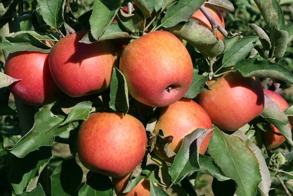 "Belgian Jonagold apples won't ever disappear, but seem to have little use on the export market" - Vimarsana News