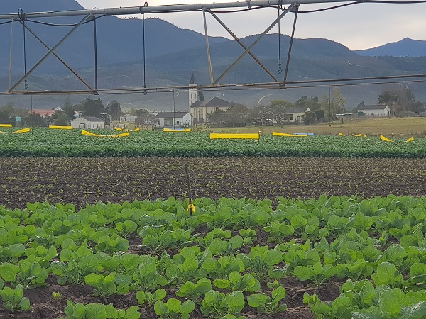 "Farming For the Future is our contribution to farming in South Africa" - Vimarsana News