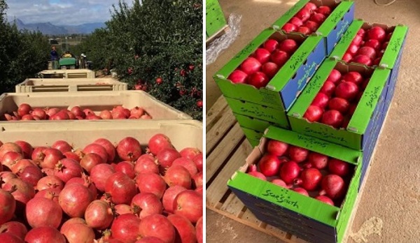 "We need to convince the market that not only Wonderful is a good pomegranate" - Vimarsana News