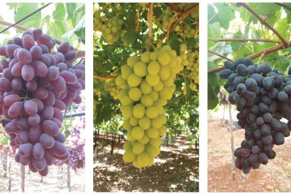 The devaluation of the Egyptian pound impacts Lebanese grape exports - Vimarsana News