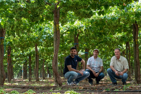 Chilean grape artist and experienced grape marketer fuel international partnership - Vimarsana News