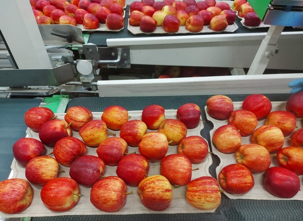 Polish apples enjoy strong demand for most popular export varieties - Vimarsana News