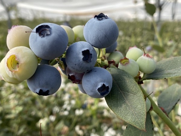 Jaouda Agri starts the blueberry campaign in Morocco with Blue Manila® - Vimarsana News
